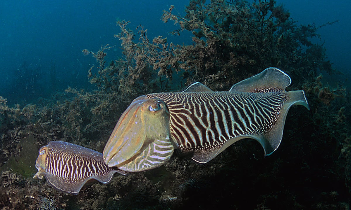 Cuttlefish Eating Crab