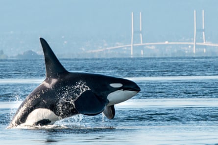 An orca leaps from the water with Vancouver city skyline and suspension bridge in the beackground