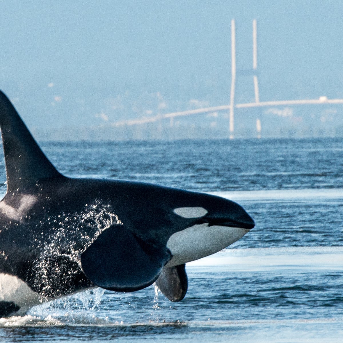 Canada S Salmon Hold The Key To Saving Its Killer Whales