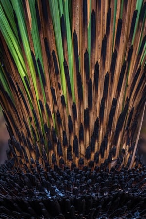 Kangaroo Island, post-fire regeneration.