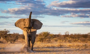An African elephant, Nxai Pan, Botswana, Africa. Elephants’ ability to adapt to climate change is curtailed by their slow reproductive rates.