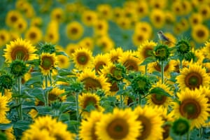 sunflowers