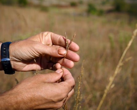 A stalk of Kernza held between a man’s hands on a crop field