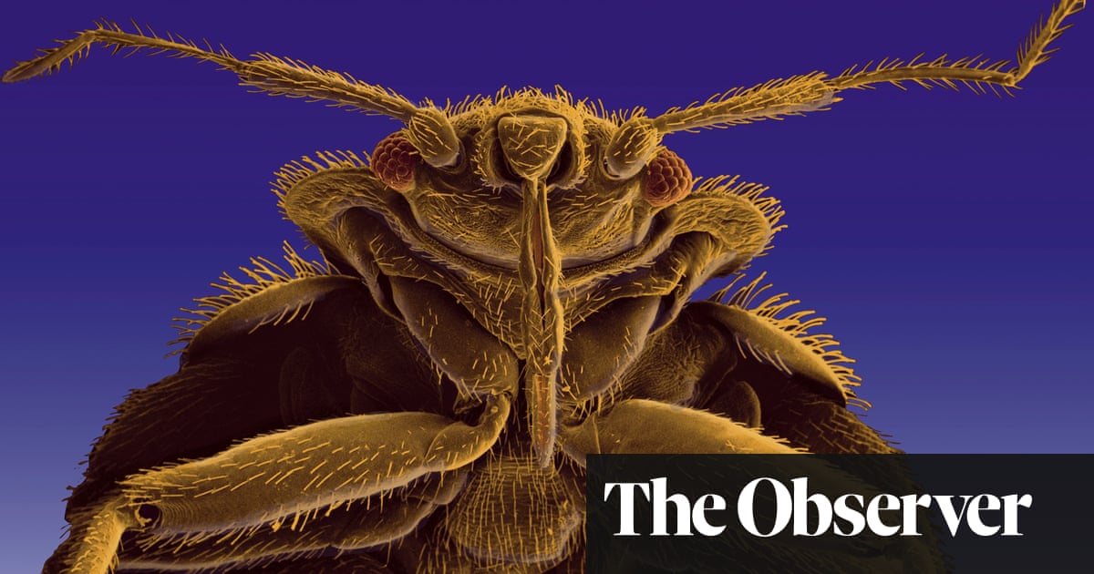 Roman Garrison Site in England Reveals Rare Bedbug Discovery
