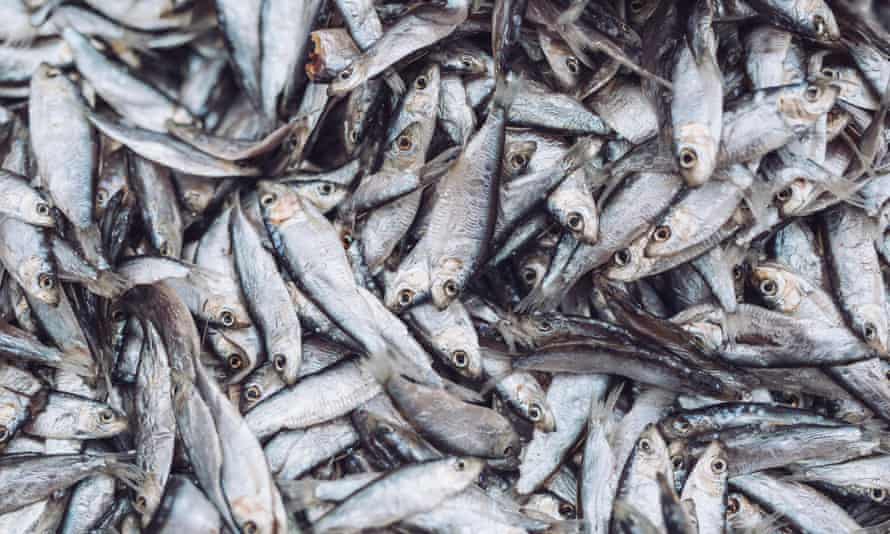 Sprats.