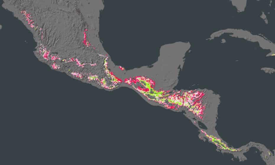 A map of Mexico and Central America showing the areas where coffee is grown and how suitable it will be under climate crisis.