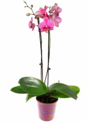 Houseplant clinic: from crispy ferns to collapsed cacti, all your problems solved | Houseplants 1 3744
