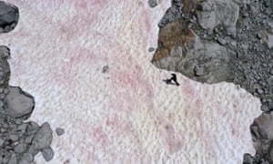 An aerial picture of pink snow on the Presena glacier near Pellizzano, caused by the presence of colonies of algae of the Ancylonema nordenskioeldii species from Greenland