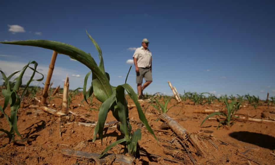 A farmer inspects his maize field in Hoopstad, in the Free State province, South Africa.