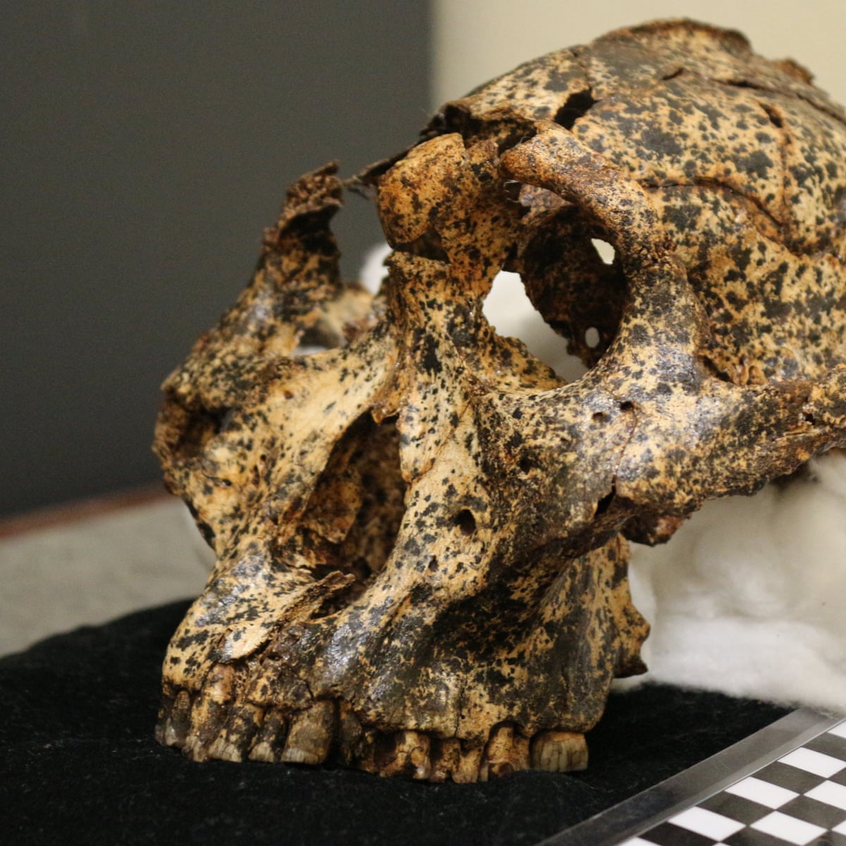 Two Million Year Old Skull Of Human Cousin Found By Australian Team In South African Cave Archaeology The Guardian