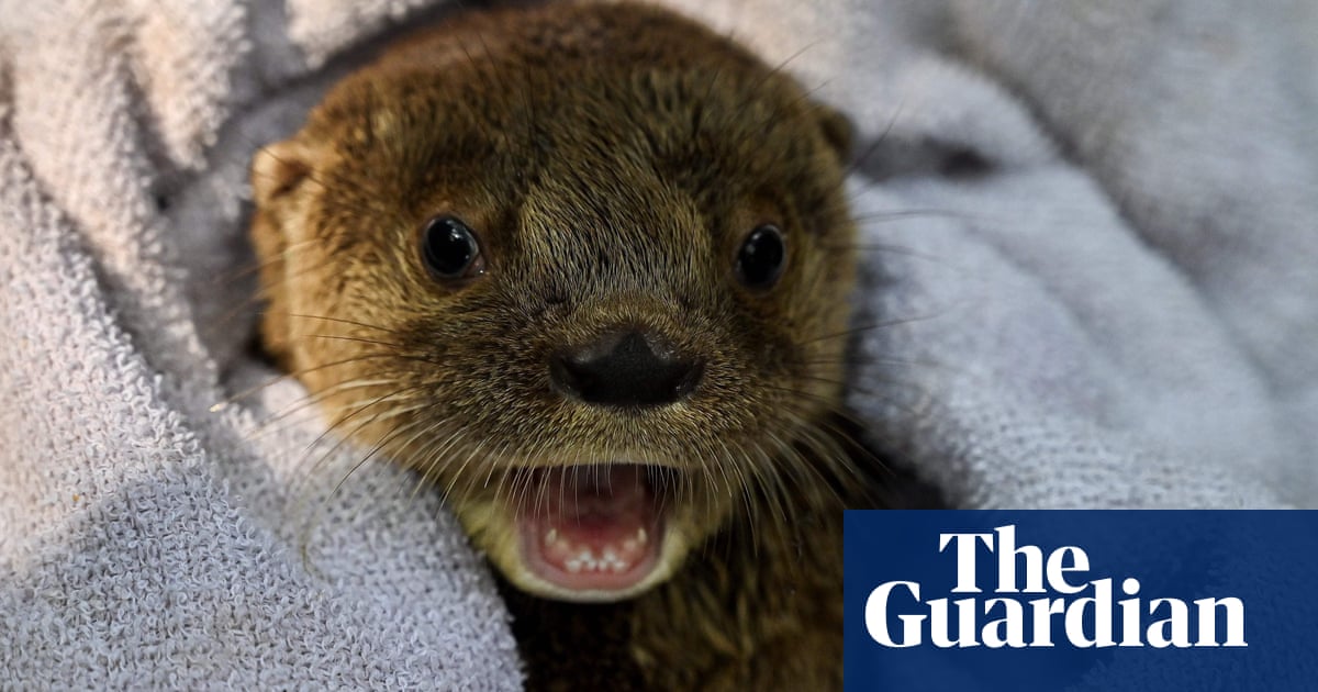 Three-legged dog with cancer saves baby otter in Minnesota river drama