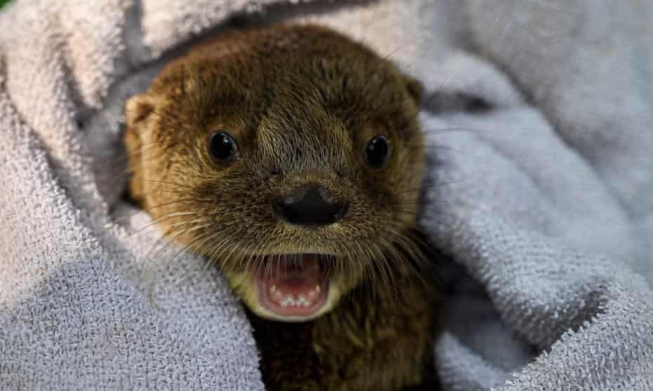 A baby river otter.