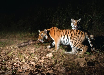 Southeast Asia Losing Tigers as Deadline Looms to Double Population by 2022