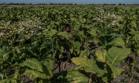 A youth works in the tobacco fields of Santiago, Nayarit state, Mexico.