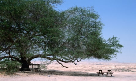 The mysterious Tree of Life in Bahrain.