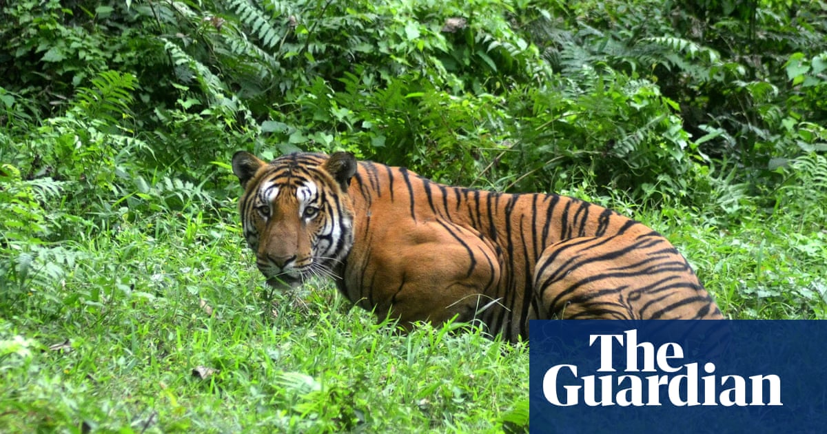 Wild tiger numbers 40% higher than thought, says conservation group