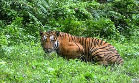 A Royal Bengal tiger in Kaziranga national park in Assam, India