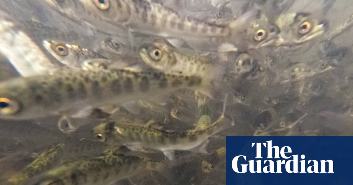 Hundreds of thousands of salmon dead from ‘gas bubble disease’ in US river | Environment