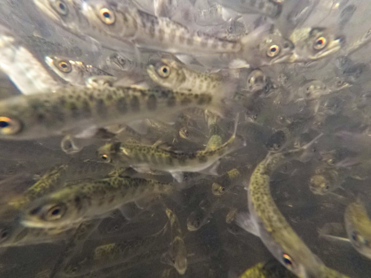 close up of fish