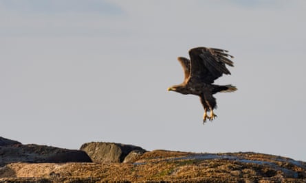 A white-tailed eagle sitting flying over a rock in the sea at the island of Senja in Northern Norway.