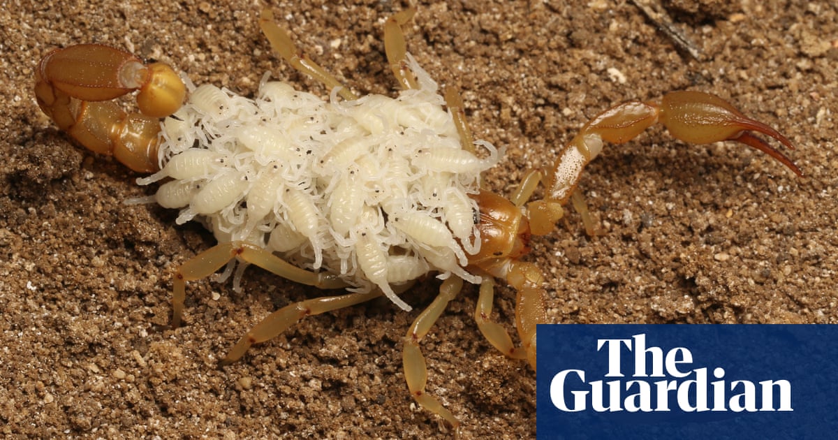 ‘These kids can find anything’: California teens identify two new scorpion speci..