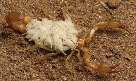 scorpion with tons of little scorpions on its back