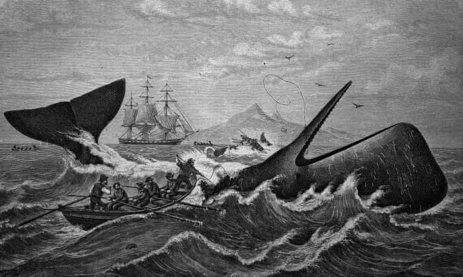 Sperm whale being hunted by whalers, historical woodcut, circa 1870