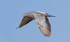 Indian police detain pigeon carrying note that threatened Narendra Modi