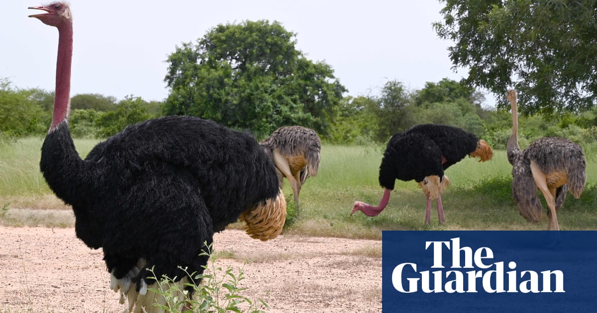 Scientists use ostrich cells to make glowing Covid detection masks