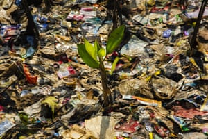 A mangrove shoot surrounded by plastic in Jakarta, Indonesia. Indonesia has been ranked the second biggest marine polluter in the world behind only China, with reports showing that the country produces 187.2m tonnes of plastic waste each year. This week, the government announced it will join forces with the country’s two largest Islamic organisations, Nahdlatul Ulama (NU) and Muhammadiyah, using their extensive networks across the world’s largest Muslim-majority nation to encourage consumers to reduce plastic waste and reuse their plastic bags.