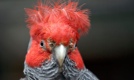 The Australian Capital Territory’s faunal emblem, the gang-gang cockatoo, is now on the endangered list.