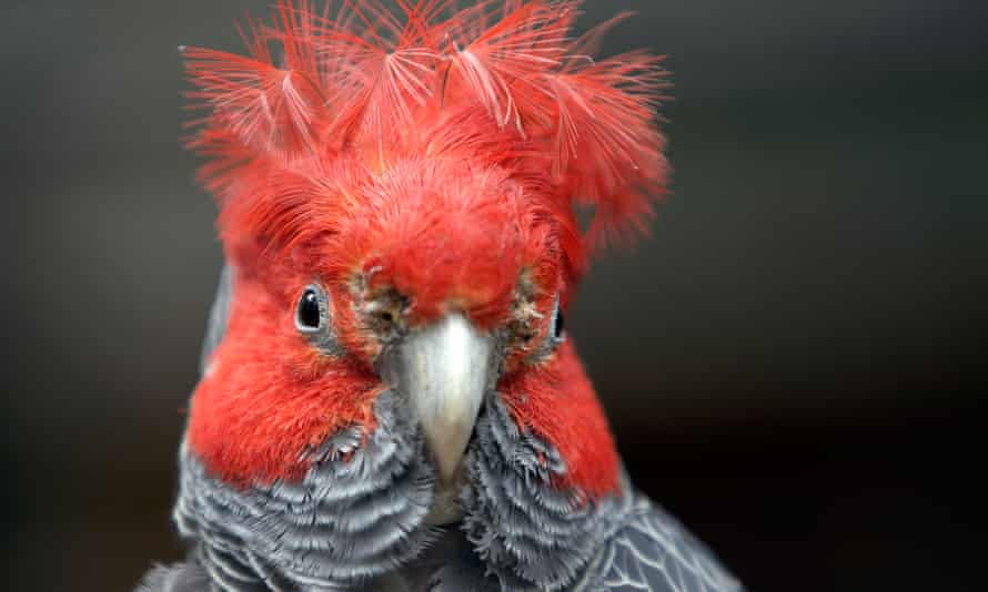 The gang-gang cockatoo