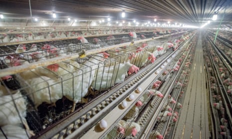 Chickens in cages at a conventional production commercial egg farm.