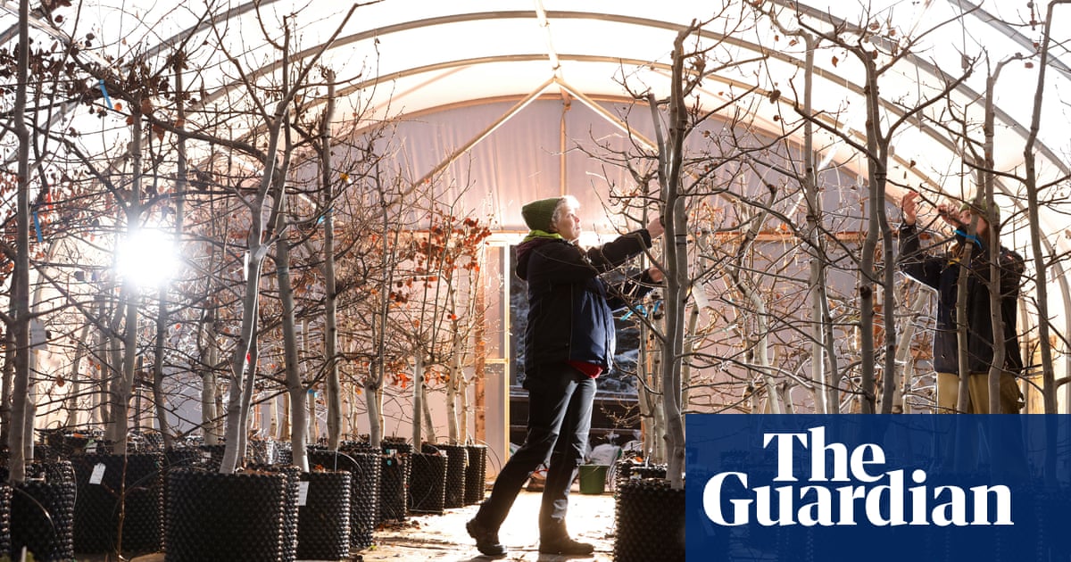 Stressed out trees helping charities restore valuable aspen forests | Trees and forests Stressed out trees helping charities restore valuable aspen forests | Trees and forests