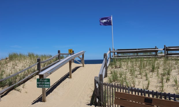 Echoes of Jaws as Cape Cod learns to live with rise of the great white shark 5184