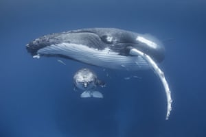 A young humpback whale with its mother