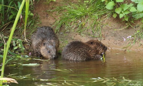 Beavers in the river Otter in Devon