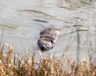 ‘It makes your heart sing’: can a pioneering project show that rewilding really works? – podcast