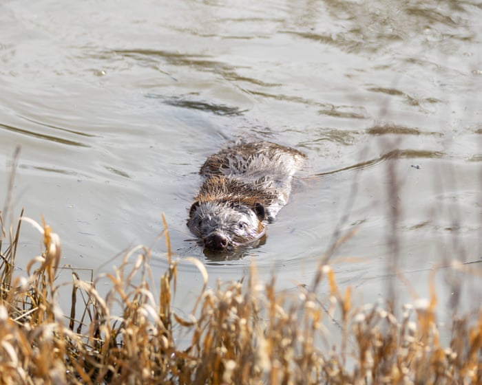 ‘It makes your heart sing’: can a pioneering project show that rewilding really works? – podcast — image supplied by The Guardian UK's feed