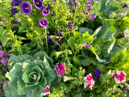 Giant cabbages nestle among stalks of purple campanula bells, cos lettuce, and pink-and-white petunias in Kate Nightingale’s verge garden.