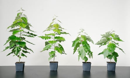 a row of four poplar saplings in pots those to the left are taller than those to the right