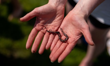 UK public invited to dance for worms to help assess soil health