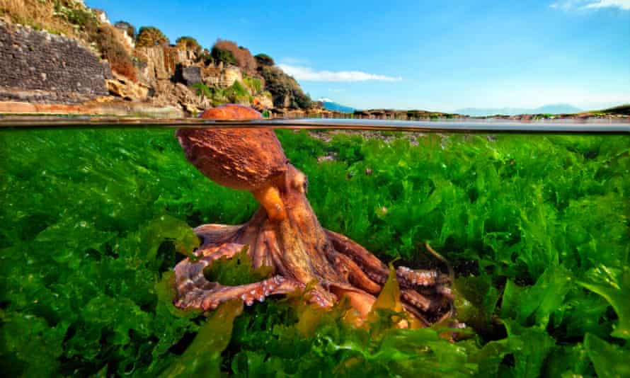 ‘The octopus is probably the closest we will come to meeting an intelligent alien.’