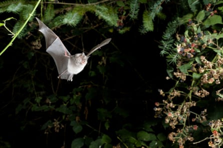 A large bat in flight in a forest.