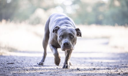 Perfect pets or dangerous dogs? The sudden, surprising rise of American bully XLs, Dogs