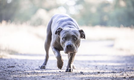 A male American bully XL.