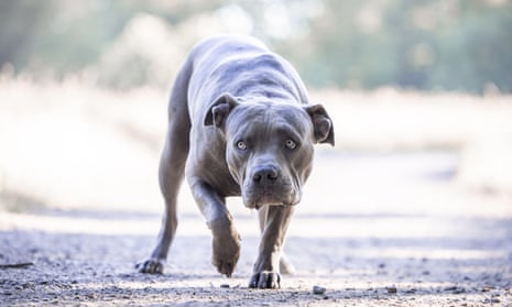 Perfect pets or dangerous dogs? The sudden, surprising rise of