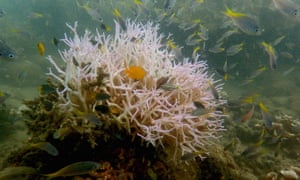 Newly bleached corals discovered near Palm Island on the Great Barrier Reef