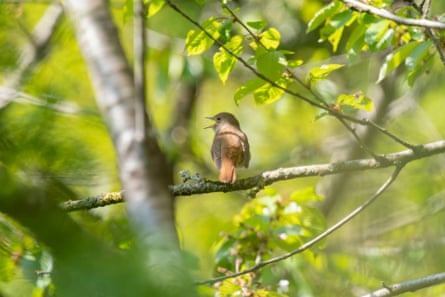 A nightingale in a tree