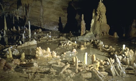 The Concept Of Species Is Flawed So Why Is It So Important To Us Fossils The Guardian